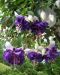Jättiverenpisara Deep Purple 3 kpl