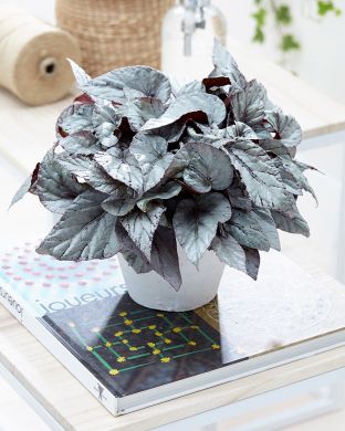Begonia Arctic Breeze