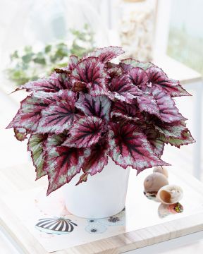 Begonia Evening Glow