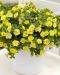 Kerrattu miljoonakello Double Lemon 3 kpl