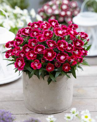 Neilikka Olivia Cherry 3 kpl