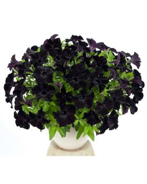 Petunia Black Ray 3 kpl