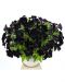 Petunia Black Ray 3 kpl