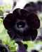 Petunia Black Ray 3 kpl