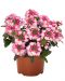 Tarhaverbena Hot Pink 3 kpl
