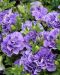 Kerrattu petunia Maria