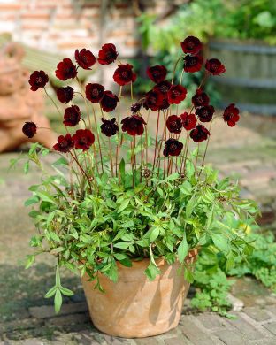 Suklaakosmos Chocomocha