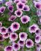Petunia Purple Vein