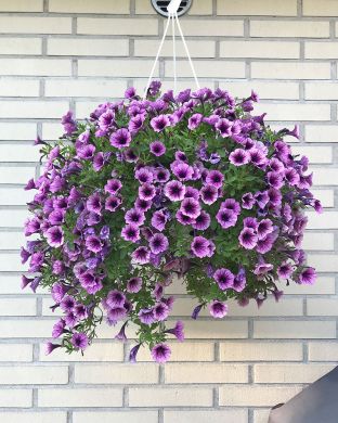 Petunia Purple Vein