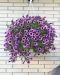 Petunia Purple Vein