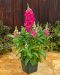Leijonankita Candy Tops Rose