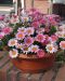 Marketta Madeira™ Pink Halo 3 kpl