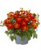 Amppelirusokki Bee Happy™ Red 3 kpl