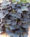 Koristebataatti Black Tone 3 kpl