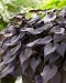 Koristebataatti Black Tone 3 kpl