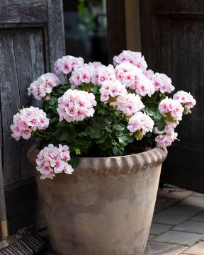 Kerrattu pelargoni Estelle