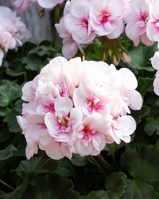 Kerrattu pelargoni Estelle