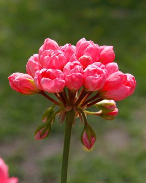 Tulppaanipelargoni Pink Pandora