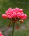 Tulppaanipelargoni Pink Pandora