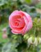 Ruusunnuppupelargoni Rosebud Astrid