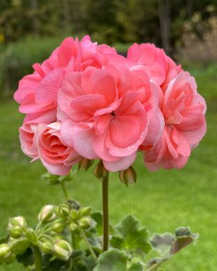 Ruusunnuppupelargoni Rosebud Astrid