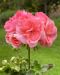 Ruusunnuppupelargoni Rosebud Astrid