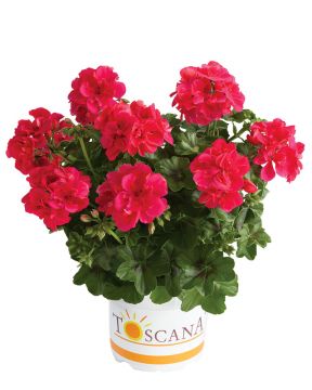 Riippapelargoni Sunflair Josina Hot Pink