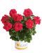Riippapelargoni Sunflair Josina Hot Pink