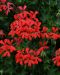 Riippapelargoni Decora Rood
