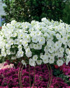 Petunia valkoinen