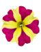 Petunia Queen of Hearts 3 kpl