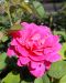 Jaloruusu Pink Peace 3 kpl