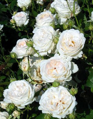 Peittoruusu Aspirin Rose