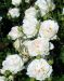 Peittoruusu Aspirin Rose