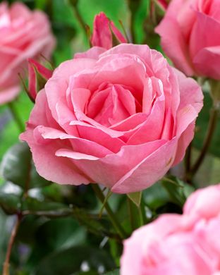 Jaloruusu Queen Elisabeth 3 kpl