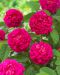 Syysdamaskonruusu Rose de Rescht