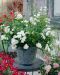 Peittoruusu White Fairy 3 kpl