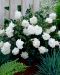 Peittoruusu White Fairy 3 kpl