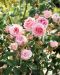 Pensasruusu Morden Blush 3 litran astiataimi