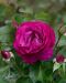 Grandifloraruusu Blue Eden