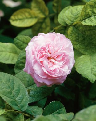 Ranskanruusu Duchesse de Montebello