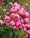 Floribundaruusu Pomponella