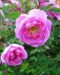 Suviruusu