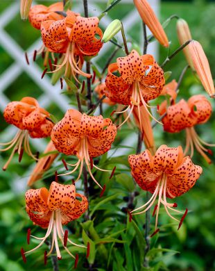 Tiikerililja Splendens 5 kpl