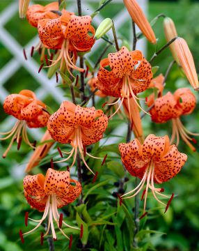 Tiikerililja Splendens 5 kpl