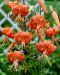 Tiikerililja Splendens 5 kpl