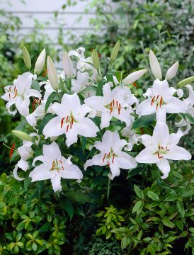 Oriental-lilja Mother´s Choice 10 kpl