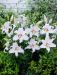 Oriental-lilja Mother´s Choice 10 kpl