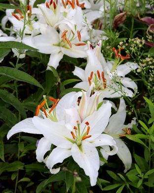 Oriental-lilja Mother´s Choice 10 kpl
