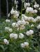 Marhanlilja mix 9 kpl